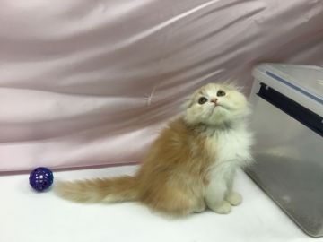 ミヌエット【福島県・男の子・2018年6月15日・クリームータビー（長毛）】の写真「綺麗な毛色の優しい男の子♪ ふわふわもこもこ🍀」