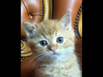 ミヌエット【福島県・男の子・2018年8月12日・レッドタビー（短毛）】の写真「とっても可愛いまあるい美男子くん♪ 🍀」