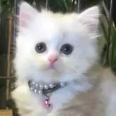 ミヌエット(長足)【福島県・女の子・2024年5月7日・クリーム&ホワイト】の写真1