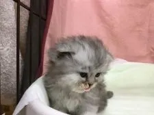 ミヌエット【福島県・男の子・2018年2月26日・シルバータビー】の写真1「３月２４日撮影」