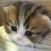 ミヌエット(短足)【福島県・男の子・2024年2月12日・ブラウンタビー】の写真1