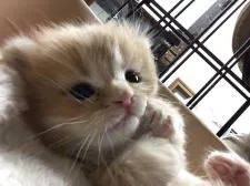 マンチカン(長足)【福島県・女の子・2020年2月3日・レッドタビー】の写真2「2／27日撮影」