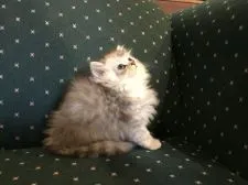 ミヌエット【福島県・男の子・2018年10月5日・シルバータビー】の写真2「１２月7日撮影」