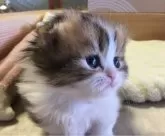 ミヌエット(短足)【福島県・男の子・2024年2月12日・ブラウンタビー】の写真2