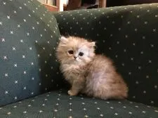 ミヌエット【福島県・男の子・2018年10月5日・シルバータビー】の写真3「１２月7日撮影」