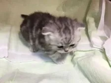 ミヌエット【福島県・女の子・2018年2月28日・シルバータビー】の写真3「３月２６日撮影」