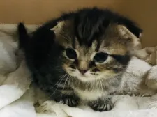 マンチカン(短足)【福島県・男の子・2020年2月3日・ブラウンタビー】の写真3「3／1日撮影」