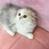 ミヌエット【福島県・女の子・2017年12月10日・キャリコ】の写真4「３・２１」