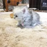 ミヌエット(短足)【福島県・女の子・2025年10月26日・シルバータビー】の写真10