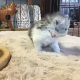 ミヌエット(長足)【福島県・男の子・2025年10月25日・シルバーパッチドタビー&ホワイト】の写真12