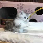 ミヌエット(短足)【福島県・男の子・2025年8月27日・シルバータビー&ホワイト】の写真12