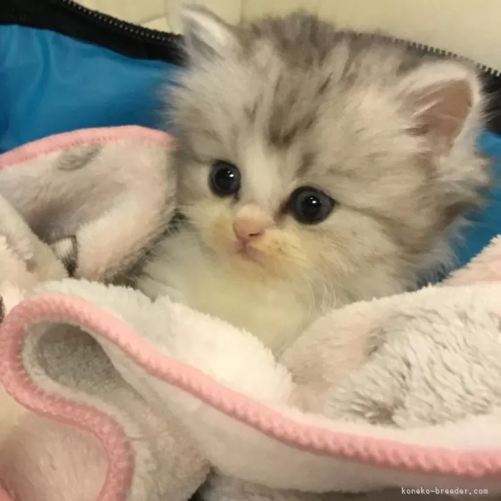 ID：2501-01538の子猫