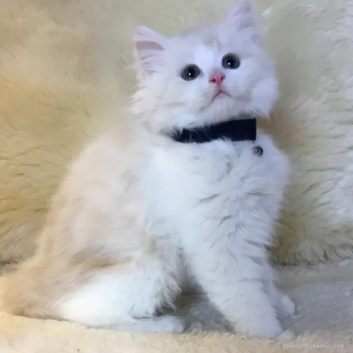 ID：2502-00112の子猫