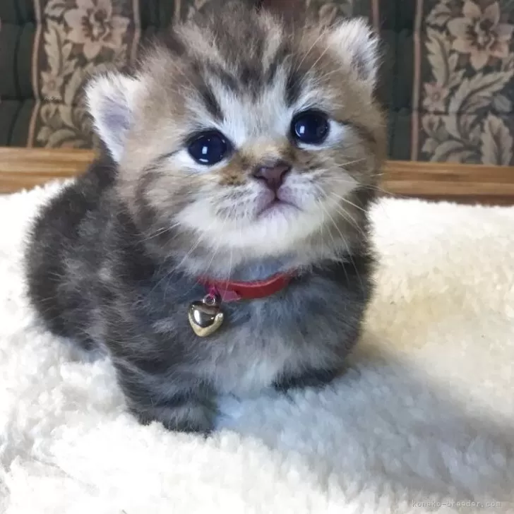 ID:2505-02468の子猫