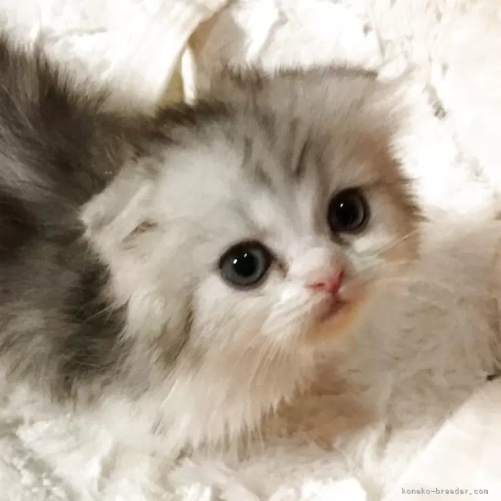 ID：2507-01897の子猫