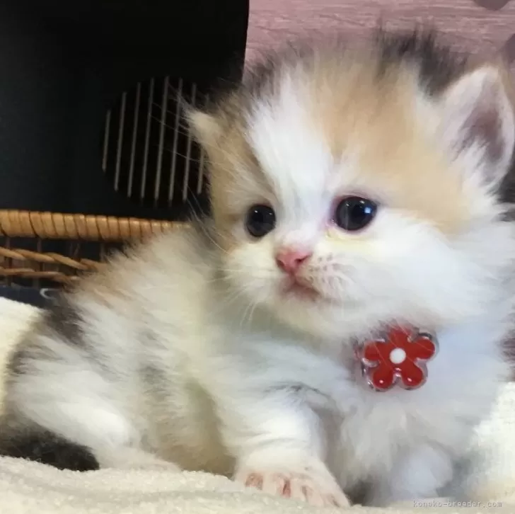 ID：2510-01110の子猫