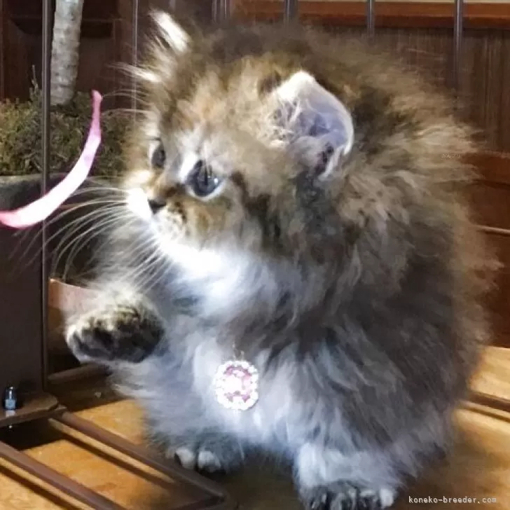 ミヌエット(短足)【福島県・女の子・2025年10月19日・ブラウンタビー】の写真1