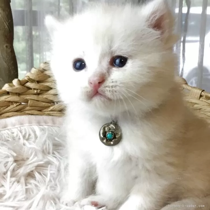 すず 様のお迎えした子猫