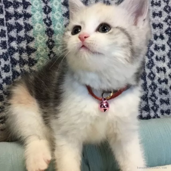 ID：2502-00071の子猫