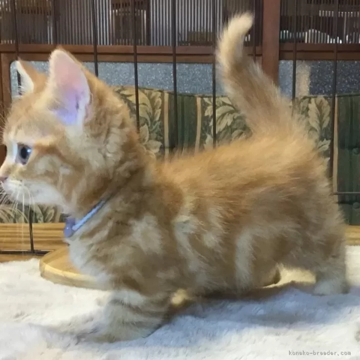 ミヌエット(短足)【福島県・男の子・2025年9月1日・レッドタビー】の写真1