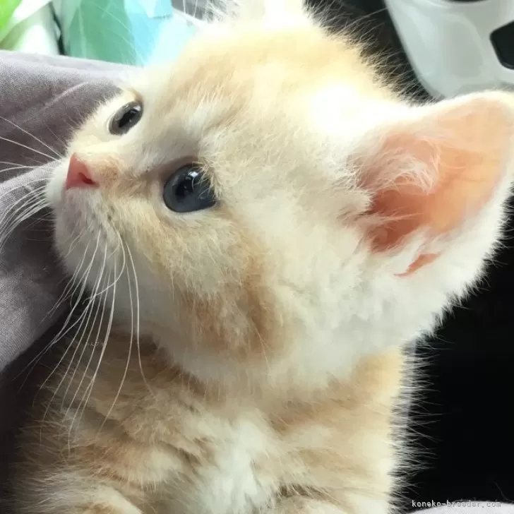 S.M 様のお迎えした子猫