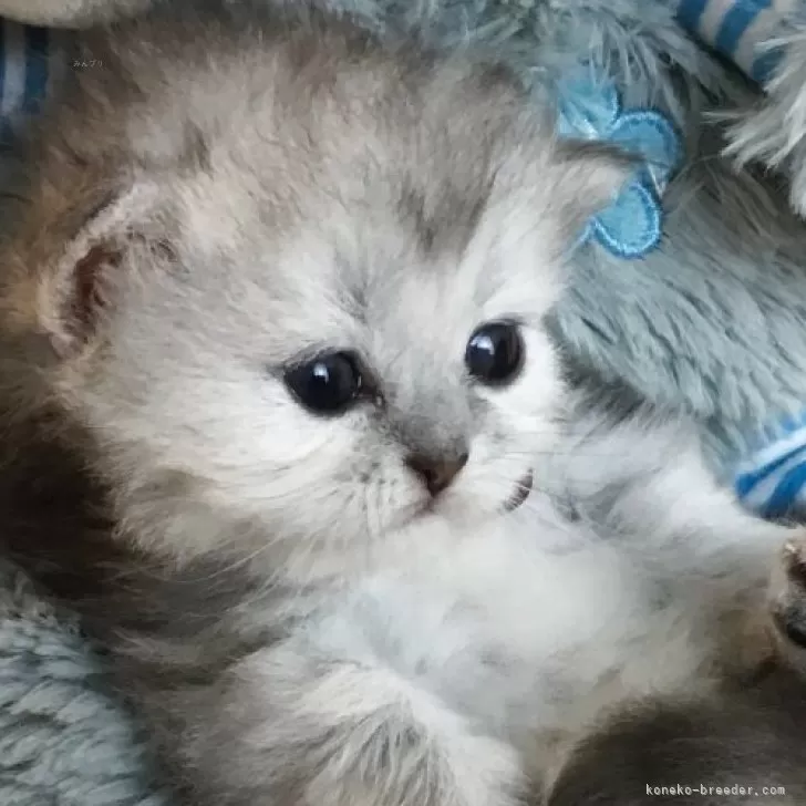 ID:2507-00986の子猫