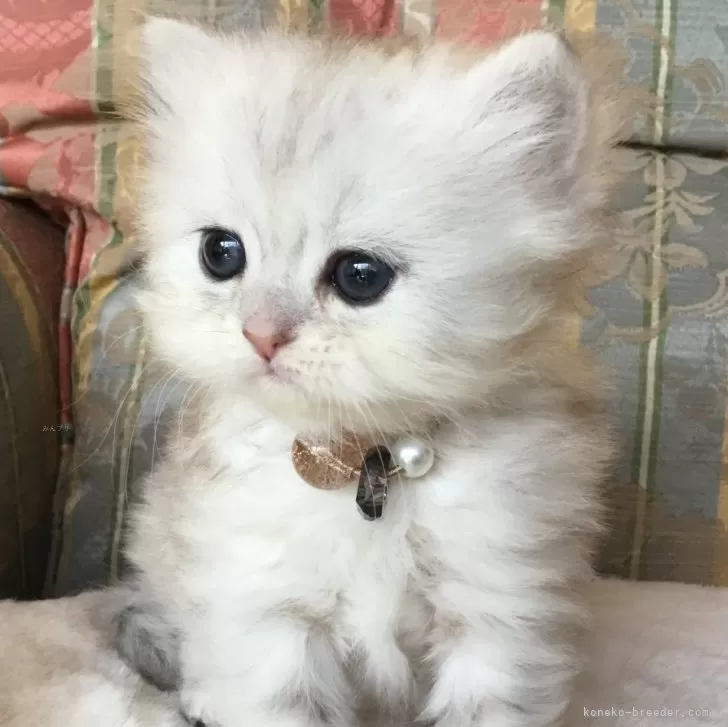 ID：2503-02168の子猫