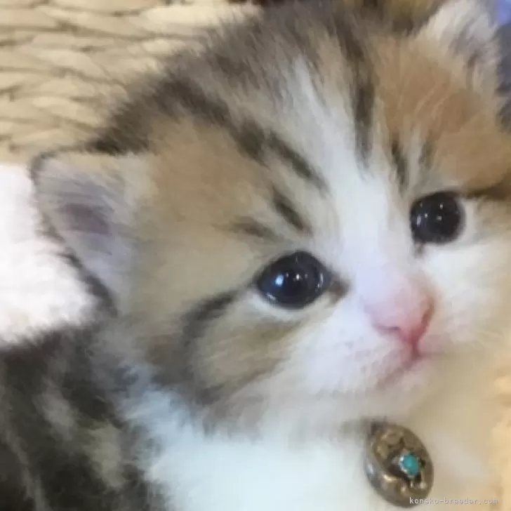 ID：2501-01532の子猫