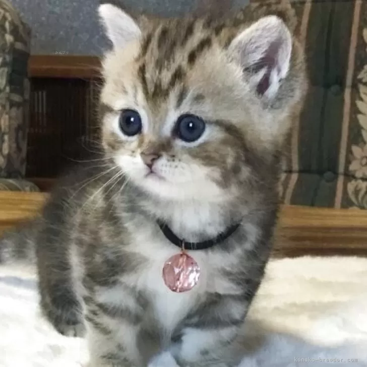 ID：2505-02464の子猫