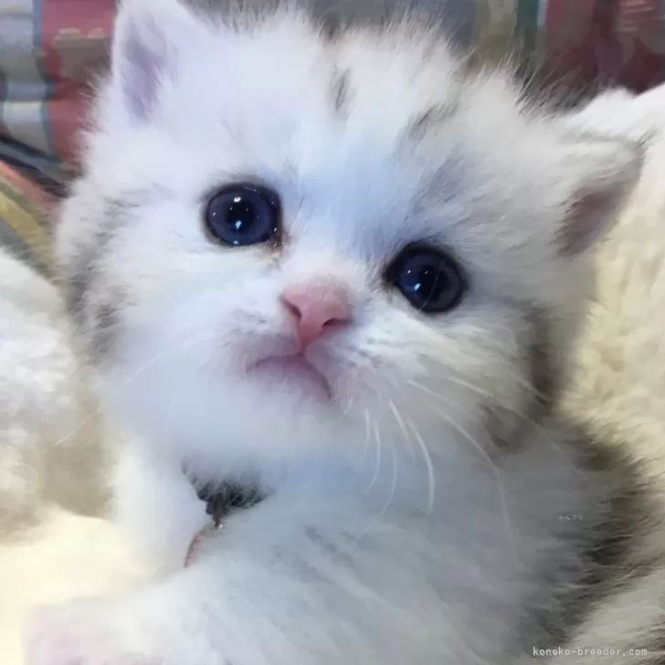 ID：2503-01643の子猫