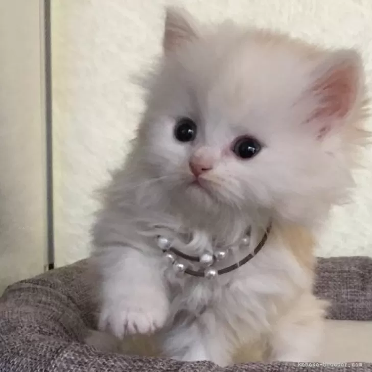 ID：2501-02036の子猫