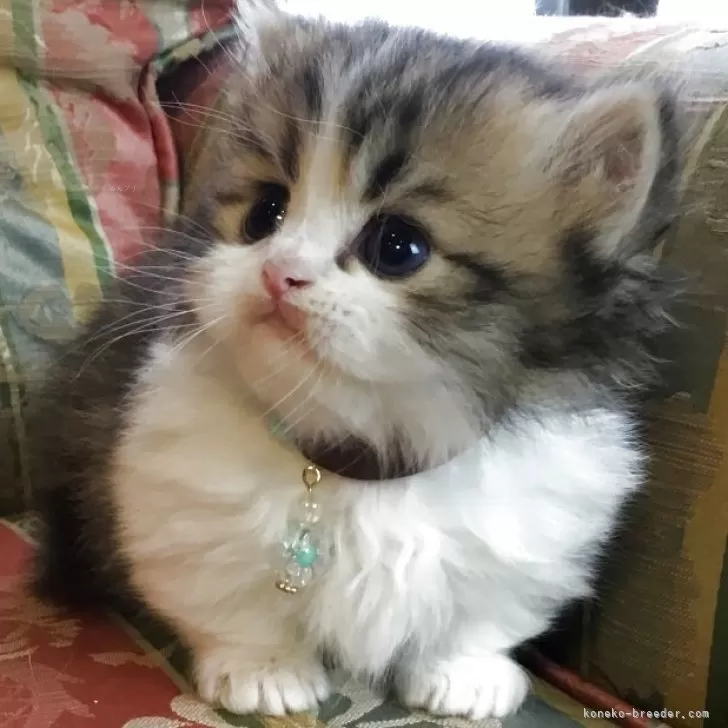 ID：2505-02896の子猫