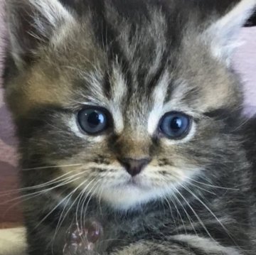 ミヌエット(短足)【福島県・男の子・2025年8月27日・ブラウンタビー（ミディアム）】の写真「😺短足ミディアム毛の可愛の男の子❤️」