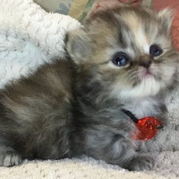 ミヌエット(短足)【福島県・男の子・2025年9月17日・ブラウンタビー（ロング）】の写真「😺❤️短足キャリコの男の子❤️」