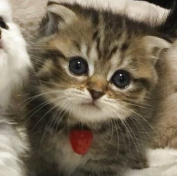ミヌエット(短足)【福島県・女の子・2025年6月11日・ブラウンタビー（ミディアム）】の写真「🐱おとなしくて可愛い女の子❤️」
