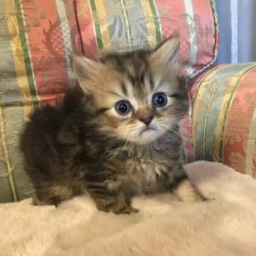 ミヌエット(長足)【福島県・男の子・2025年9月23日・ブラウンタビー(ミディアム)】の写真「😺ミディアム毛の可愛の男の子❤️大きオメメ 」