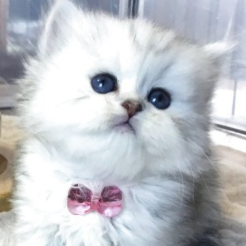 ミヌエット(短足)【福島県・女の子・2025年10月26日・シルバータビー（ミディアム）】の写真「🐱❤️淡い色味シルバー系♡短足の女の子❤️」