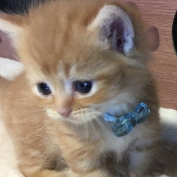 ミヌエット(短足)【福島県・男の子・2025年9月1日・レッドタビー（ミディアム）】の写真「😺短足ミディアム毛の可愛の男の子❤️」