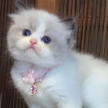 ラグドール【福島県・女の子・2025年8月21日・ブルーポイントバイカラー】の写真「とっても元気、お遊び大好き🐱足長の女の子❤️」