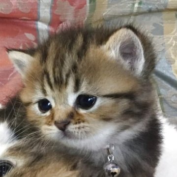 ミヌエット(短足)【福島県・女の子・2025年5月1日・クラシックタビー（ショート）】の写真「😺短足でめっちゃ可愛い男の子🩵」