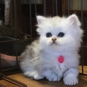 ミヌエット(短足)【福島県・女の子・2025年10月23日・シルバータビー（ロング）】の写真「🐱❤️シルバー系♡短足の女の子❤️」