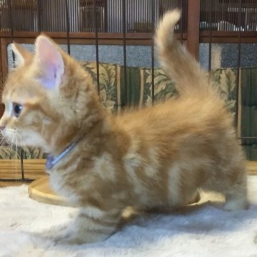 ミヌエット(短足)【福島県・男の子・2025年9月1日・レッドタビー（ミディアム）】の写真「😺短足ミディアム毛の可愛の男の子❤️」