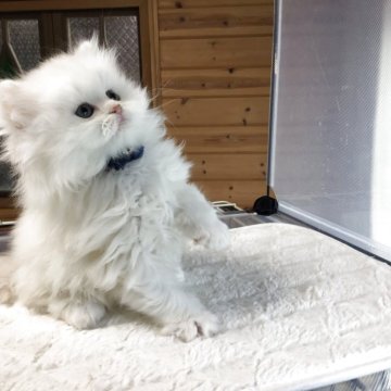 ミヌエット(長足)【福島県・男の子・2025年2月12日・ホワイト（ロング）】の写真「ホワイトの男の子♪とってもカワイイ🍀」