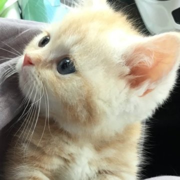 ミヌエット(短足)【福島県・男の子・2025年4月30日・クリームタビー（ショート）】の写真「😺超短足の優しいクリーム色の男の子🩵」