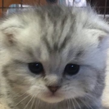 ミヌエット(長足)【福島県・男の子・2025年10月25日・シルバーパッチドタビー&ホワイト（ミディアムロング）】の写真「🐱❤️淡い色味シルバー系♡短足の女の子❤️」