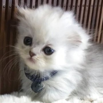ミヌエット(短足)【福島県・男の子・2025年6月30日・シルバーチンチラ（ロング）】の写真「😺綺麗な毛並みの可愛い男の子❤️白毛とシルバー毛」