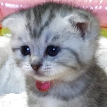 ミヌエット(長足)【福島県・女の子・2025年6月11日・シルバータビー（ミディアム）】の写真「🐱とってもおとなしくて可愛い女の子❤️」
