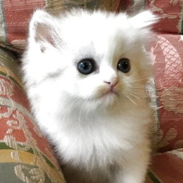 ミヌエット(長足)【福島県・女の子・2025年8月13日・ダイリュウートキャリコ（ロング）】の写真「😺綺麗な毛並みの可愛い女の子❤️」
