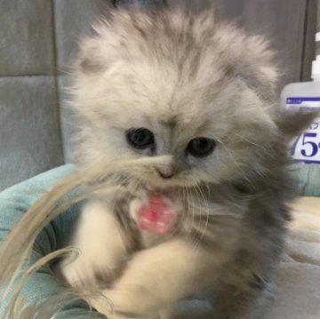 ミヌエット(長足)【福島県・女の子・2024年12月31日・シルバータビー&ホワイト（ロング）】の写真「🐱💕とてもカワイイ女の子💕」