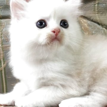 ミヌエット(長足)【福島県・男の子・2025年8月13日・クリーム&ホワイト（ロング）】の写真「😺綺麗な毛並みの可愛い男の子❤️」